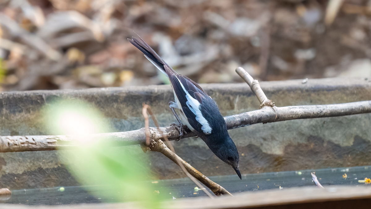 Oriental Magpie Robin